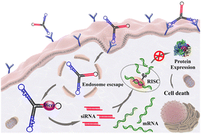 Graphical abstract: A bivalent aptamer and terminus-free siRNA junction nanostructure for targeted gene silencing in cancer cells