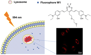 Graphical abstract: A near-infrared probe for the real-time detection of lysosomal pH in living cells under “wash free” conditions