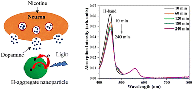 Graphical abstract: Crystalline H-aggregate nanoparticles for detecting dopamine release from M17 human neuroblastoma cells