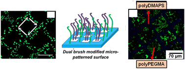 Graphical abstract: Photoinduced micropatterning on biodegradable aliphatic polyester surfaces for anchoring dual brushes and its application in bacteria and cell patterning