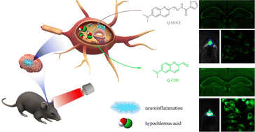 Graphical abstract: Visualization of HOCl in the brains of Alzheimer's disease models using an easily available two-photon fluorogenic probe