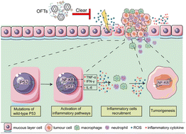 Graphical abstract: Oral fullerene tablets for colorectal cancer therapy based on modulation of tumor inflammatory microenvironments