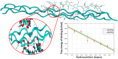 Graphical abstract: Collagen type II–hyaluronan interactions – the effect of proline hydroxylation: a molecular dynamics study