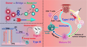 Graphical abstract: A tailored and red-emissive type I photosensitizer to potentiate photodynamic immunotherapy