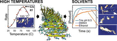 Graphical abstract: Extremophilic behavior of catalytic amyloids sustained by backbone structuring