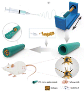 Graphical abstract: PCL NGCs integrated with urolithin-A-loaded hydrogels for nerve regeneration