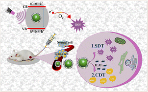 Graphical abstract: Raspberry-like AgBiS2@PVP nanoparticles for enhanced sonodynamic and chemodynamic cancer therapy