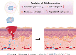 Graphical abstract: Transplantation of Wharton's jelly mesenchymal stem cells encapsulated with Hydroactive® Gel promotes diabetic wound antifibrotic healing in type 2 diabetic rats