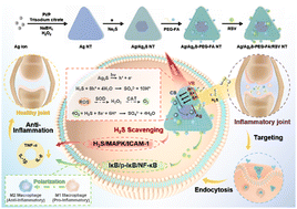 Graphical abstract: Triangular-shaped homologous heterostructure as photocatalytic H2S scavenger and macrophage modulator for rheumatoid arthritis therapy
