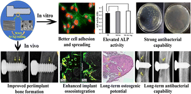 Graphical abstract: Osteogenic and long-term antibacterial properties of Sr/Ag-containing TiO2 microporous coating in vitro and in vivo