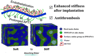 Graphical abstract: Shape memory polyurethane potentially used for vascular stents with water-induced stiffening and improved hemocompatibility