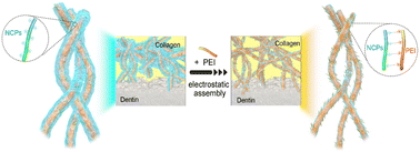 Graphical abstract: Construction of an antibacterial low-defect hybrid layer by facile PEI electrostatic assembly promotes dentin bonding