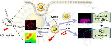 Graphical abstract: A Raman/fluorescence dual-modal imaging guided synergistic photothermal and photodynamic therapy nanoplatform for precision cancer theranostics