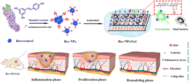 Graphical abstract: Biocompatible, bacteria-targeting resveratrol nanoparticles fabricated by Mannich molecular condensation for accelerating infected wound healing