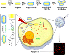 Graphical abstract: NIR-responsive sandwich drug loading system for tumor targeting and multiple combined treatment