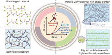 Graphical abstract: Synthetic strain-stiffening hydrogels towards mechanical adaptability