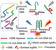 Graphical abstract: Exploring the fluorescence enhancement of the split G-quadruplex towards DNA-templated AgNCs and their application in omethoate detection