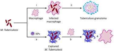 Graphical abstract: An intelligent peptide recognizes and traps Mycobacterium tuberculosis to inhibit macrophage phagocytosis