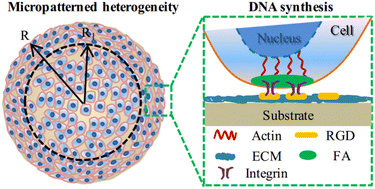 Graphical abstract: Regulation of micropatterned curvature-dependent FA heterogeneity on cytoskeleton tension and nuclear DNA synthesis of malignant breast cancer cells