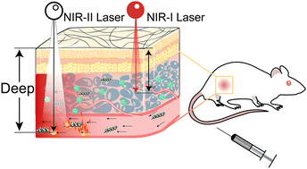 Graphical abstract: In situ assembled titanium carbide-based heterojunctions for the synergistic enhancement of NIR-II photothermal/photodynamic therapy against breast cancer