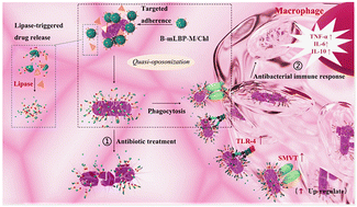 Graphical abstract: Quasi-opsonin conjugated lipase-sensitive micelles activate macrophages against facultative intracellular bacterial infection