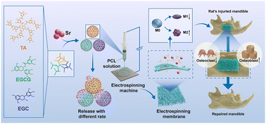 Graphical abstract: Metal–phenolic networks acted as a novel bio-filler of a barrier membrane to improve guided bone regeneration via manipulating osteoimmunomodulation