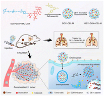 Graphical abstract: GE11 peptide-decorated acidity-responsive micelles for improved drug delivery and enhanced combination therapy of metastatic breast cancer