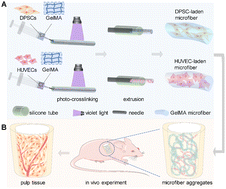 Graphical abstract: Vascularized dental pulp regeneration using cell-laden microfiber aggregates