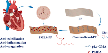 Graphical abstract: Poly(2-methoxyethyl acrylate) coated bioprosthetic heart valves by copolymerization with enhanced anticoagulant, anti-inflammatory, and anti-calcification properties