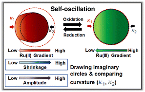 Graphical abstract: Region-dependent volumetric oscillation of self-oscillating gels with gradient transducers