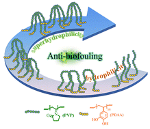 Graphical abstract: Mussel-inspired polymeric coatings with the antifouling efficacy controlled by topologies