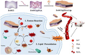 Graphical abstract: Unsaturated phospholipid modified FeOCl nanosheets for enhancing tumor ferroptosis