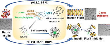 Graphical abstract: Polyisobutylene-based glycopolymers as potent inhibitors for in vitro insulin aggregation