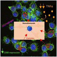 Graphical abstract: Safety assessment of new nanodiamonds@corrole hybrids addressed by the response of RAW-264.7 macrophages