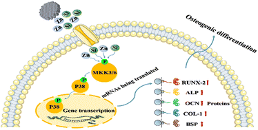 Graphical abstract: 3D-plotted zinc silicate/β-tricalcium phosphate ceramic scaffolds enable fast osteogenesis by activating the p38 signaling pathway
