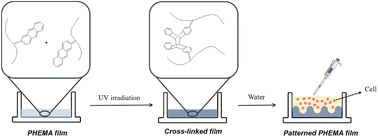 Graphical abstract: Anthracene dimer cross-linked, washing- and sterilization-free hydrogel films for multicellular spheroid generation