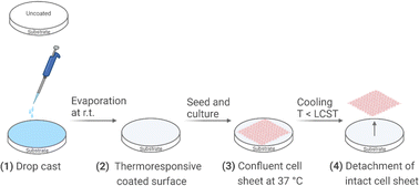 Graphical abstract: Detachment of bovine corneal endothelial cell sheets by cooling-induced surface hydration of poly[(R)-3-hydroxybutyrate]-based thermoresponsive copolymer coating