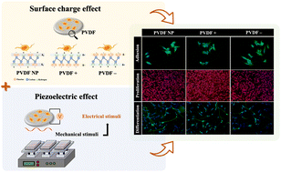 Graphical abstract: Surface charge and dynamic mechanoelectrical stimuli improves adhesion, proliferation and differentiation of neuron-like cells