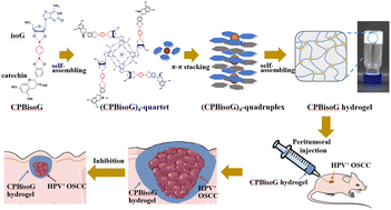 Graphical abstract: Injectable catechin-based supramolecular hydrogel for highly efficient application in HPV-associated OSCC