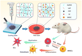 Graphical abstract: 3D printed reduced graphene oxide-GelMA hybrid hydrogel scaffolds for potential neuralized bone regeneration