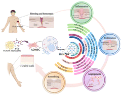 Graphical abstract: Advances in microRNA from adipose-derived mesenchymal stem cell-derived exosome: focusing on wound healing
