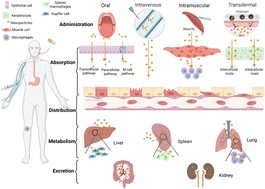 Graphical abstract: Physicochemical properties, pharmacokinetics, toxicology and application of nanocarriers