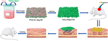 Graphical abstract: Electrospun flexible magnesium-doped silica bioactive glass nanofiber membranes with anti-inflammatory and pro-angiogenic effects for infected wounds