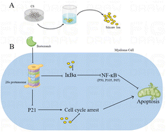 Graphical abstract: Calcium silicate/bortezomib combinatory therapy for multiple myeloma