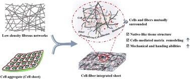 Graphical abstract: Formation of low-density electrospun fibrous network integrated mesenchymal stem cell sheet