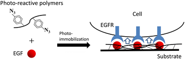 Graphical abstract: Photo-reactive polymers for the immobilisation of epidermal growth factors