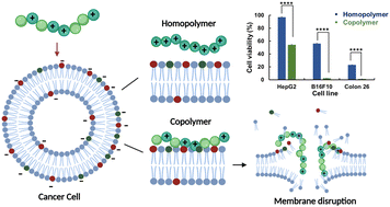 Graphical abstract: Mechanistic insights and importance of hydrophobicity in cationic polymers for cancer therapy