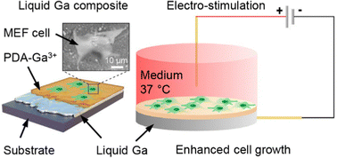 Graphical abstract: A liquid metal–polydopamine composite for cell culture and electro-stimulation