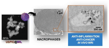 Graphical abstract: Hierarchical superparamagnetic metal–organic framework nanovectors as anti-inflammatory nanomedicines