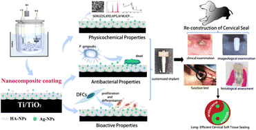 Graphical abstract: Generating bioactive and antiseptic interfaces with nano-silver hydroxyapatite-based coatings by pulsed electrochemical deposition for long-term efficient cervical soft tissue sealing